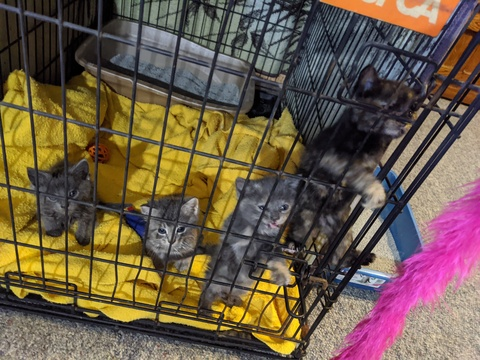 Video leaks fosterkittens