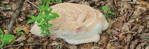 Video leaks gareytrever