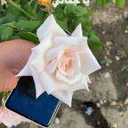 gcc_boys (GCC Boys 🇦🇪🇰🇼🇶🇦🇸🇦🇧🇭) OnlyFans Leaked Pictures & Videos 

 profile picture