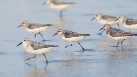 Video leaks gobirdsbabe