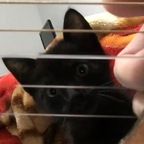 gomulski Profile Picture