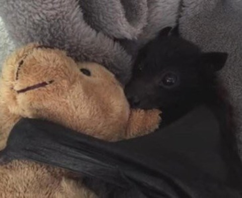 Video leaks he11h0und