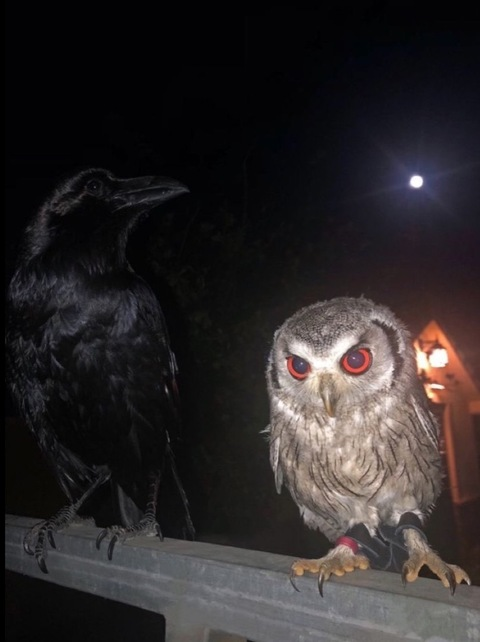 Video leaks heartland