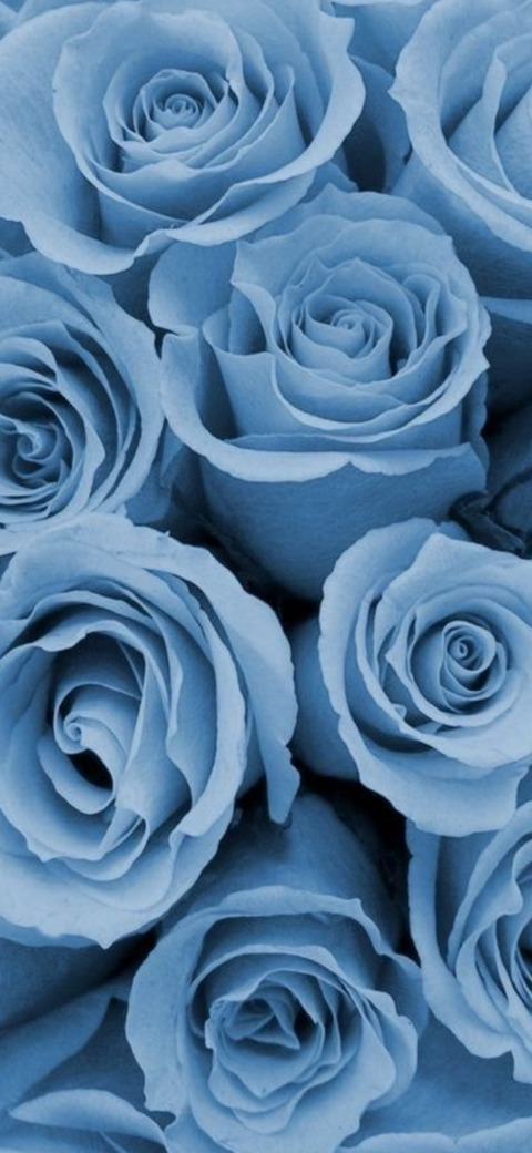 Video leaks hollykitty666