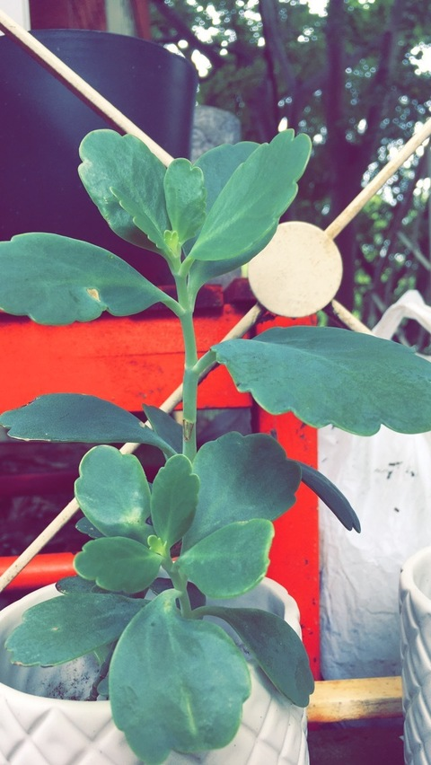 Video leaks homescreen69