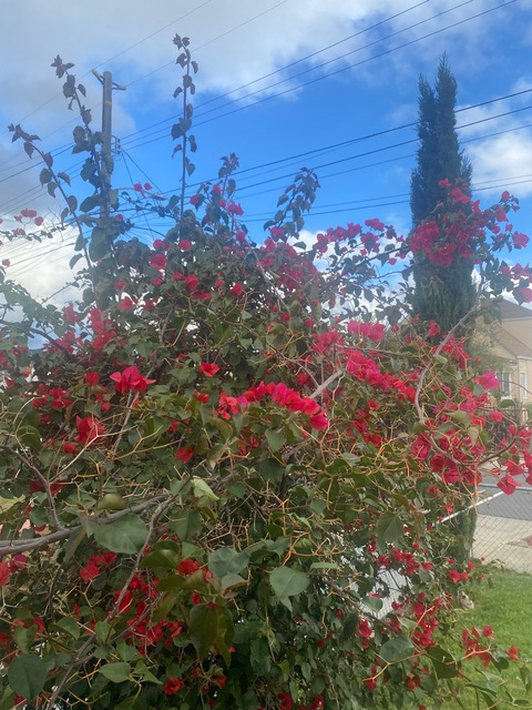 Video leaks honeychula