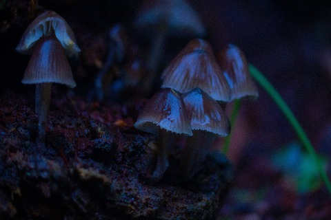 Video leaks inaudiblemurmurs