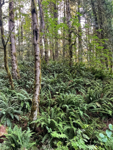 Video leaks indica_may