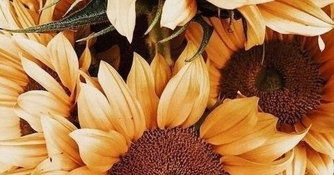 Video leaks inkedbeauty4u