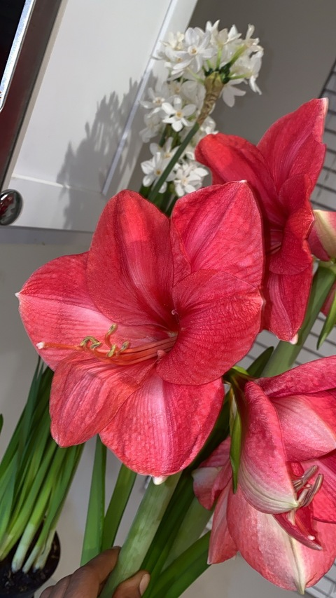 Video leaks iremainkiki2