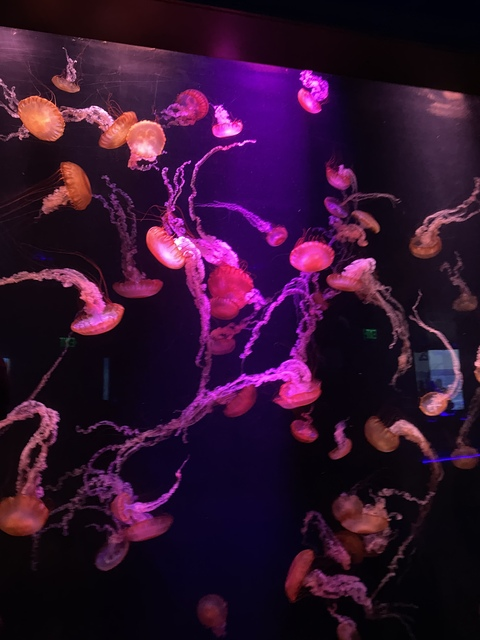 Video leaks itsa.des