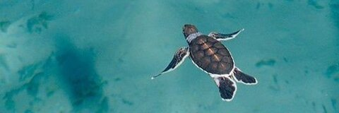 Video leaks itsluchita