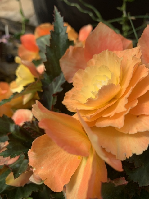 Video leaks jadasmoshpit