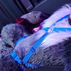 jaro-wolf-fox-ad Profile Picture