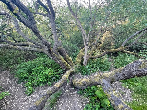 Video leaks jaspercolorado