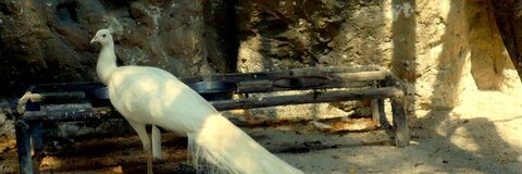 Video leaks jellydonut52