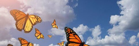 Video leaks jesleptir