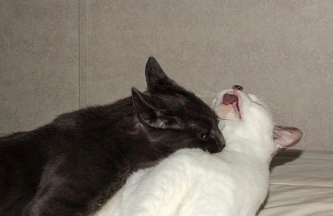 Video leaks jitsbitch