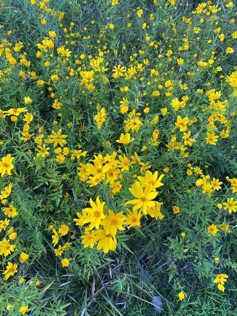 Video leaks joenostromo20