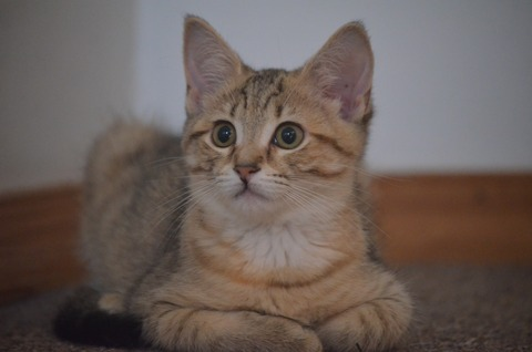 Video leaks junipermeow