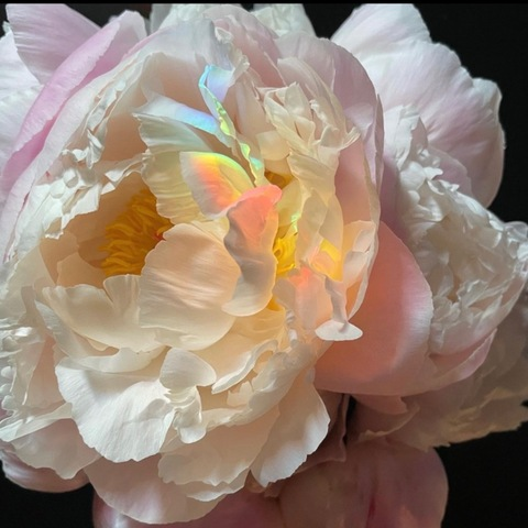 Video leaks kdilaine