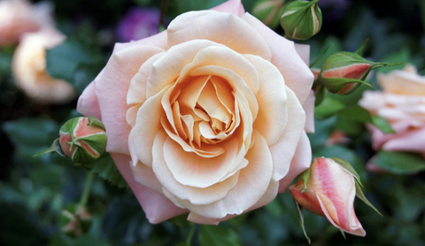 Video leaks kendrarose