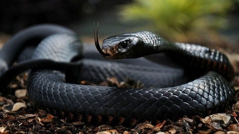 Video leaks kingcobra_of
