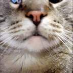 Kit Cat kitcatmeowston Leak OnlyFans 

 profile picture