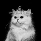 Onlyfans leaked kitty-queen 

 profile picture