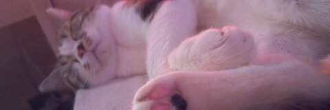 Video leaks kitty2002102