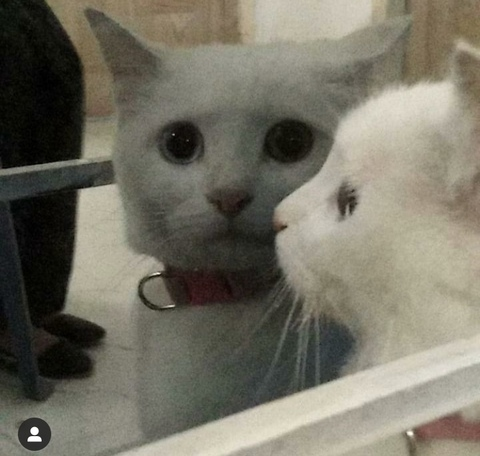 Video leaks kittyvision