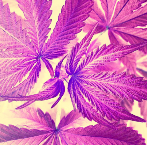 Video leaks kiwiboi004