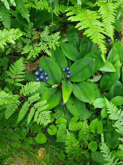 Video leaks ladyphern