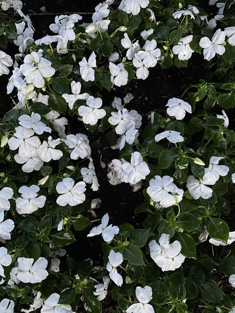 Video leaks lelilacnoir