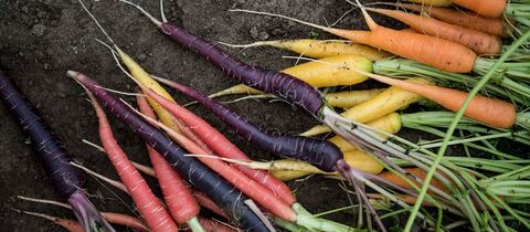 Video leaks leotoppen