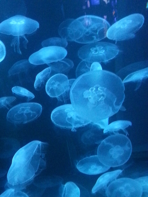 Video leaks licoriceslime