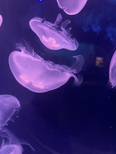 Video leaks lilbeesquared