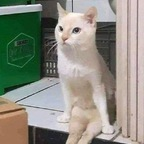 liljinko Profile Picture