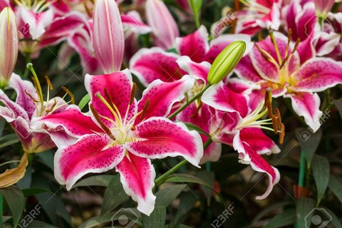 Video leaks lillygonewild