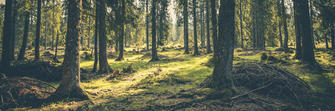 Video leaks lilyfox_xo