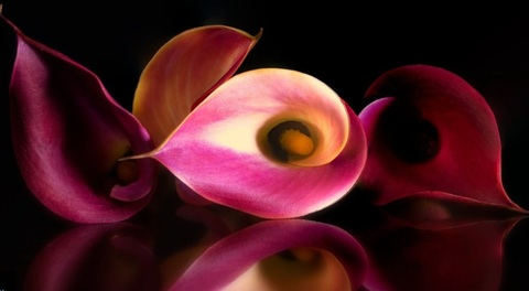 Video leaks linzyloo