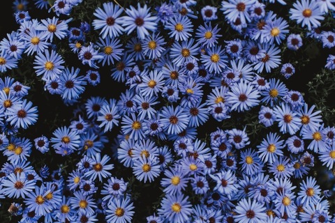 Video leaks littledaisyfun
