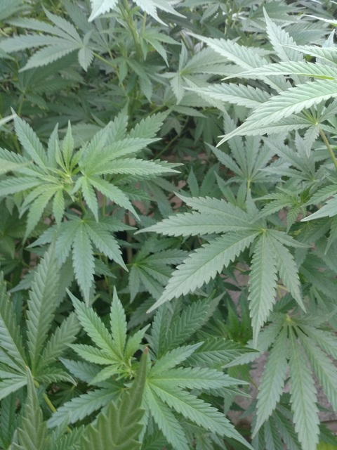 Video leaks littlemissalwaysstoned