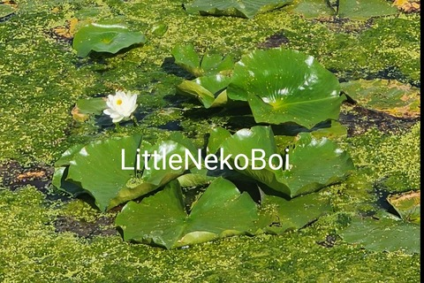 Video leaks littlenekoboi