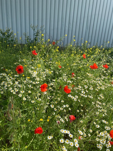 Video leaks louleah1254