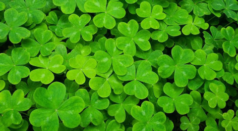Video leaks luckyclove