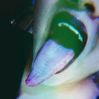 lupitahellqueeen (Tonguequeen) free OnlyFans Leaked Content 

 profile picture
