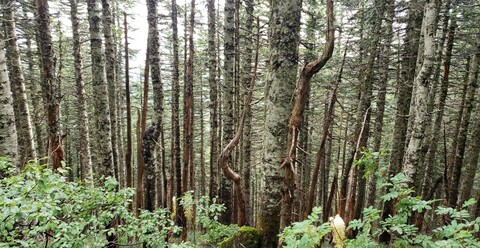 Video leaks magicstick89