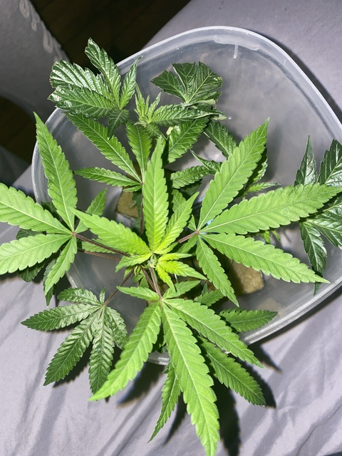 Video leaks mbeyer54