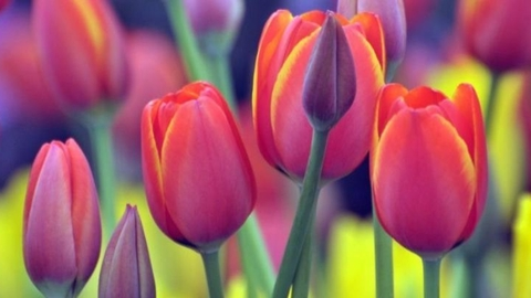 Video leaks miaweedd